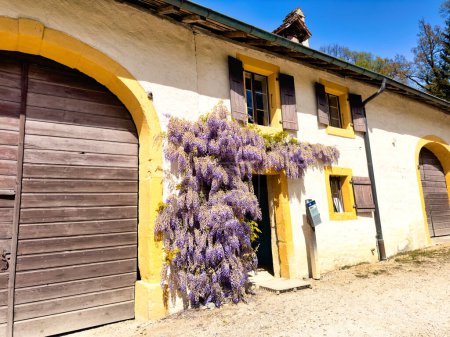 Charming entrance of a traditional house adorned with vibrant wisteria vines, featuring yellow walls, wooden shutters, and a rustic timber roof, under a bright sunny day
