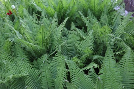 Primer plano de helechos verdes en un jardín botánico, helecho verde con hojas vectoriales en macro, helecho en el bosque fértil helecho verde grande