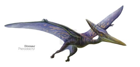 Illustration of a flying pterodactyl.  Flying blue dinosaur. Predator in flight.
