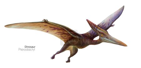 Illustration eines fliegenden Flugsauriers. Fliegender brauner Dinosaurier. Raubtier auf der Flucht.