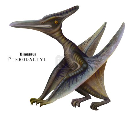 Pterodactyl illustration. Sitting dinosaur with its wings folded. Grey dino