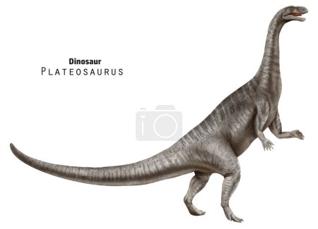 Plateosaurus illustration. Dinosaur with long neck and tail. Grey dino