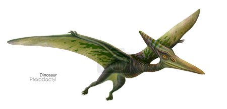 Illustration eines fliegenden Flugsauriers. Fliegender grüner Dinosaurier. Raubtier auf der Flucht.