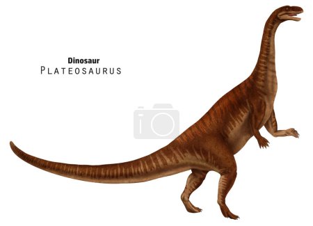 Plateosaurus-Illustration. Dinosaurier mit langem Hals und Schwanz. Rote Dinokunst