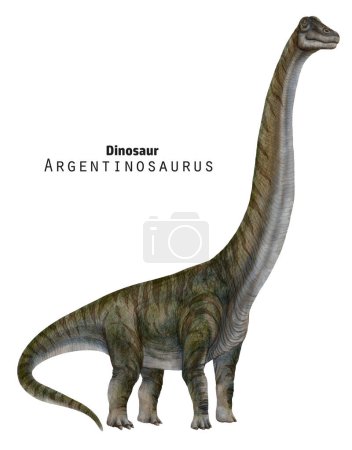 Argentinosaurus illustration. Dinosaur very long neck. Green striped giant dino