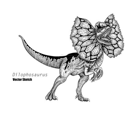 Illustration for Dilophosaurus. Dinosaur sketch drawing. Black and white. Hand drawn vector art. line art - Royalty Free Image