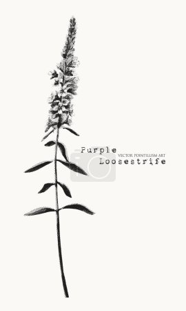 Purple loosestrife. Meadow flower pointillism illustration. Dot art. Vector floral. Black on white