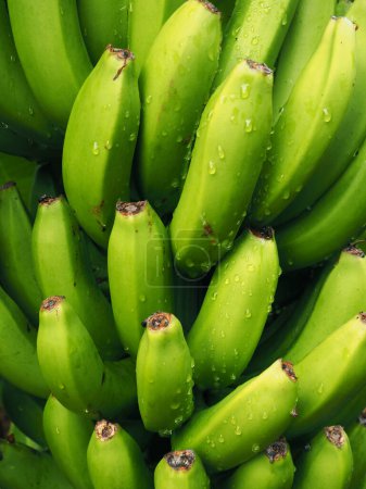 juicy fresh green bananas 