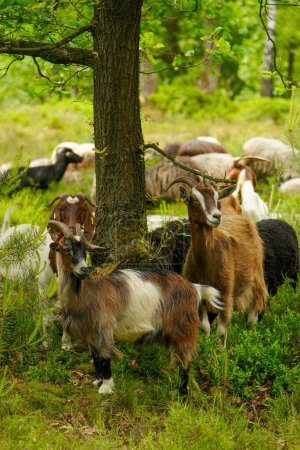 a couple of goats grazing in the Lueneburger Heide