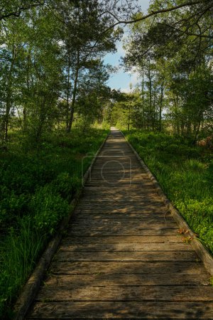 a wooden hiking path at the pietzmoor region