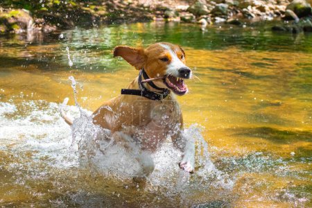 perro enojado saltando en el río rabioso mostrando los dientes