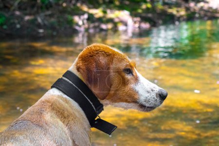 Photo for Wet dog at the river looking curiously at side. - Royalty Free Image