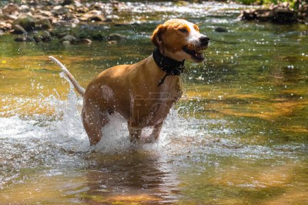 Brown short-haired dog joyfully leaping into shallow river with twig in mouth