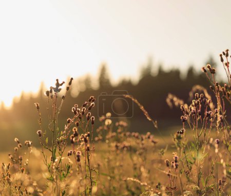 Evening in mountains. Meadow with herbs and trees in the background.