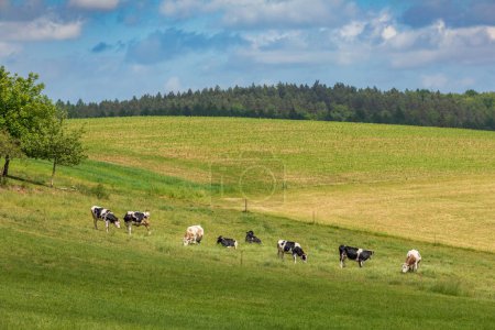 Téléchargez les photos : L'été sur Kashubia : vaches dans la prairie à Szklana Huta, Pologne - en image libre de droit