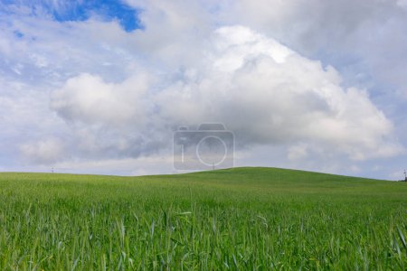 Téléchargez les photos : Été sur Kashubia : Paysage pastoral avec champ de blé vert un - en image libre de droit