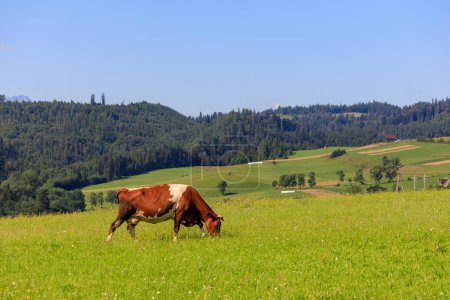 Téléchargez les photos : Vache dans la prairie de la région de Spisz en Pologne - en image libre de droit