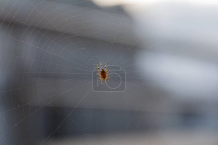 Téléchargez les photos : Gros plan d'une araignée sur la toile en milieu urbain - en image libre de droit