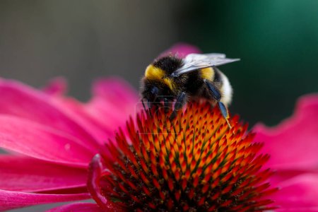 Téléchargez les photos : L'intimité de la nature : bourdon sur fleur - en image libre de droit
