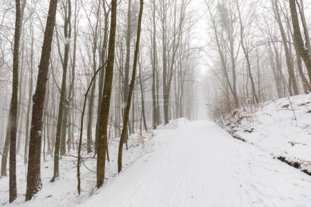Téléchargez les photos : Voile d'hiver dans le parc Trojmiejski, près de Gdynia - en image libre de droit