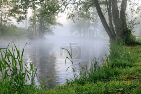 Téléchargez les photos : Matin brumeux au bord de la rivière sur Kaszuby, Pologne - en image libre de droit