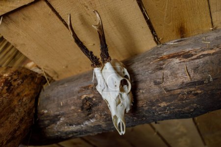 Téléchargez les photos : Trophée rustique : Crâne de cerf sur poutre de grange - en image libre de droit