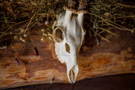 Téléchargez les photos : Relique de campagne : Crâne de cerf pendu - en image libre de droit