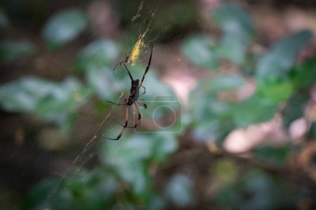 Foto de Female and male specimens of a Red-legged Golden Orb-web spider (Nephila inaurata madagascariensis) in their web. - Imagen libre de derechos