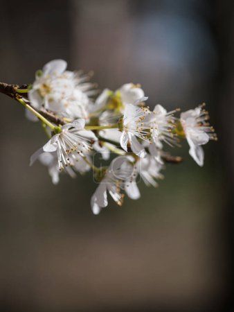 Photo for Close up of white spring cherry blossoms fading into blur. - Royalty Free Image