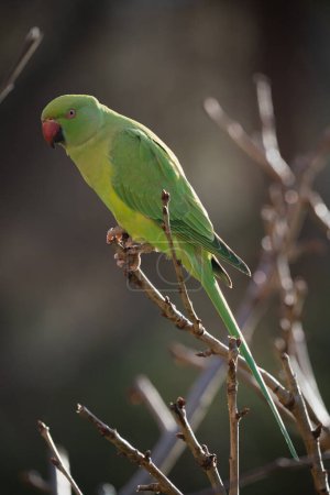 Téléchargez les photos : Single Ring-necked Parakeet on a branch in the garden. - en image libre de droit