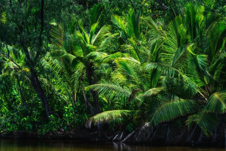 Foto de Selva con palmeras justo detrás de un estanque en las islas Seychelles. - Imagen libre de derechos