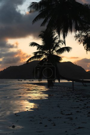 Téléchargez les photos : Silhouette d'un palmier sur la plage au lever du soleil aux Seychelles. - en image libre de droit