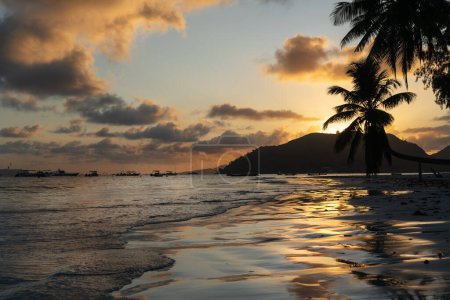Téléchargez les photos : Silhouette d'un palmier sur la plage au lever du soleil aux Seychelles. - en image libre de droit