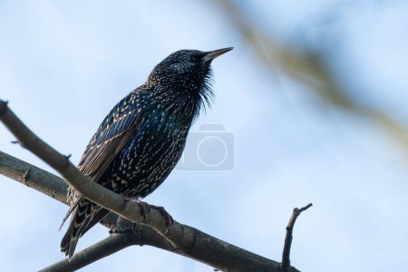 Foto de Cantando Starling en un árbol en el jardín en invierno. - Imagen libre de derechos