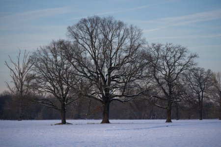 A group of bare trees on a snow-covered meadow. A wintwr scene.