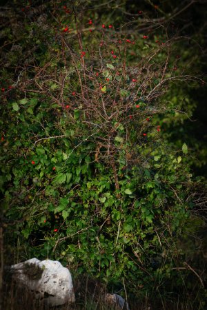 Rosehip bush with bright red fruits in the evening light.