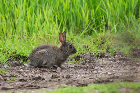 Young rabbit at the edge of the field.