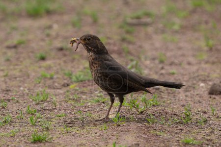 Female blackbird with a beak full of insects and worms.