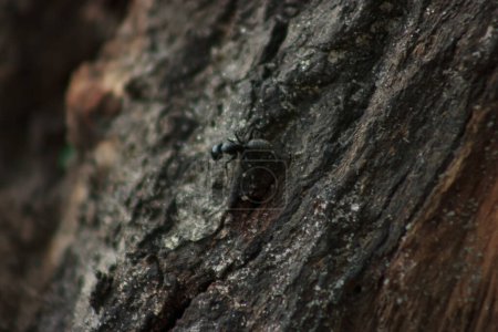 Foto de War ants with large jaws run on the ground - Imagen libre de derechos