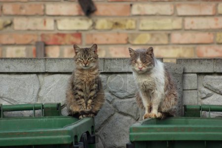 Photo for Street cats sit on a garbage can against a brick wall - Royalty Free Image