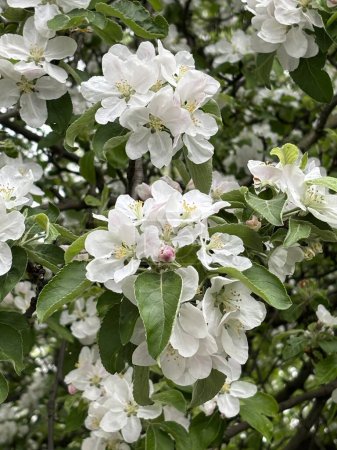 Téléchargez les photos : Pommier en fleurs au printemps. - en image libre de droit