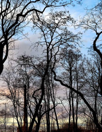 Téléchargez les photos : Contour des arbres sur le fond d'un ciel magnifique - en image libre de droit