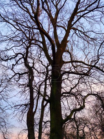 Téléchargez les photos : Contour des arbres sur le fond d'un ciel magnifique - en image libre de droit