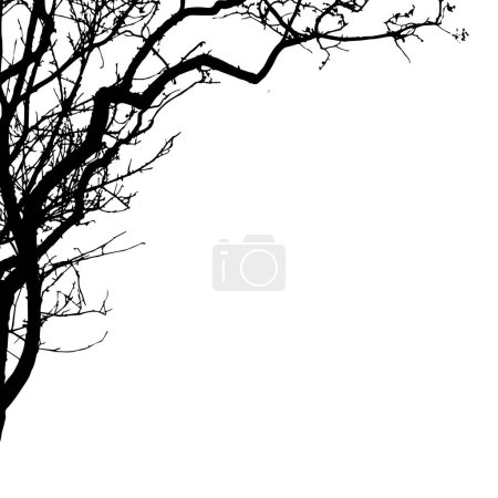 Téléchargez les photos : Silhouette d'arbre - vecteur détaillé sur fond blanc - en image libre de droit