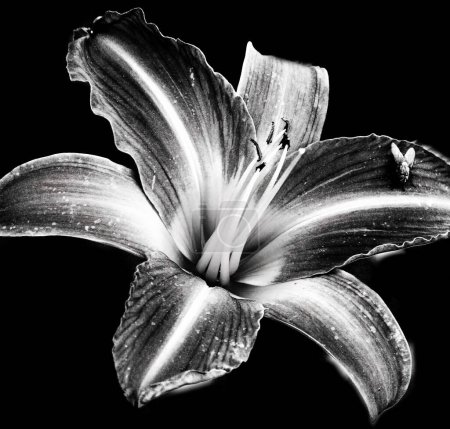 Photo for Fly landed on flower in black and white - Royalty Free Image