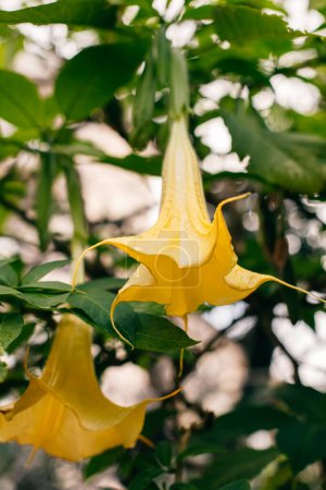 Hermosas flores amarillas Datura (Brugmansia aurea), la trompeta del ángel de oro en un jardín. Primer plano.