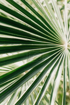 Feuille de palmier fraîche à la lumière du soleil. Concept vert fond de plante. Contexte d'été.