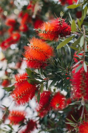 Increíbles flores rojas del floreciente árbol de Callistemon en un jardín de primavera. Primer plano.