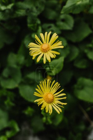 Beautiful yellow flowers Doronicum in a mountain forest. Close-up.