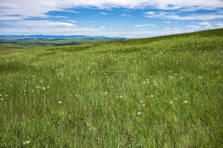 Foto de Flores silvestres crecen en una colina en Little Bighorn Battlefield, Monumento Nacional durante un día de verano. - Imagen libre de derechos